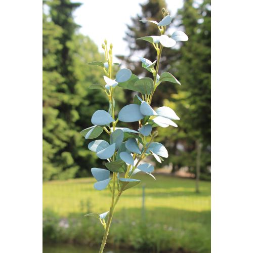 Ветка эвкалипта