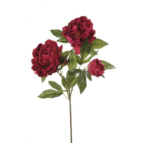 Пион красный FRANCIS декоративный